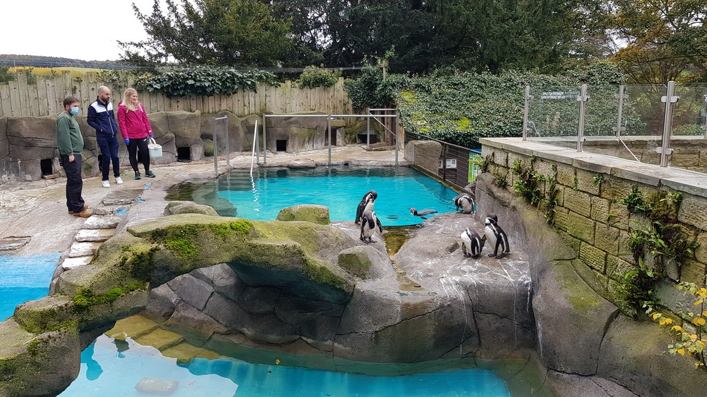 Zoo_Notes's tweet photo. Here is the penguin pool at @HarewoodHouse with someone having fun feeding the penguins. Penguins always look so at home in the water and so awkward out the water. https://t.co/PB1hMtinD1