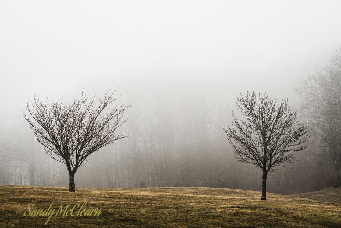 sandymcclearn's tweet photo. A #tryptych of #trees in the #fog on Friday. #photography #StormHour #weather https://t.co/i6mwet8Uqp https://t.co/U7ubrl4lEI
