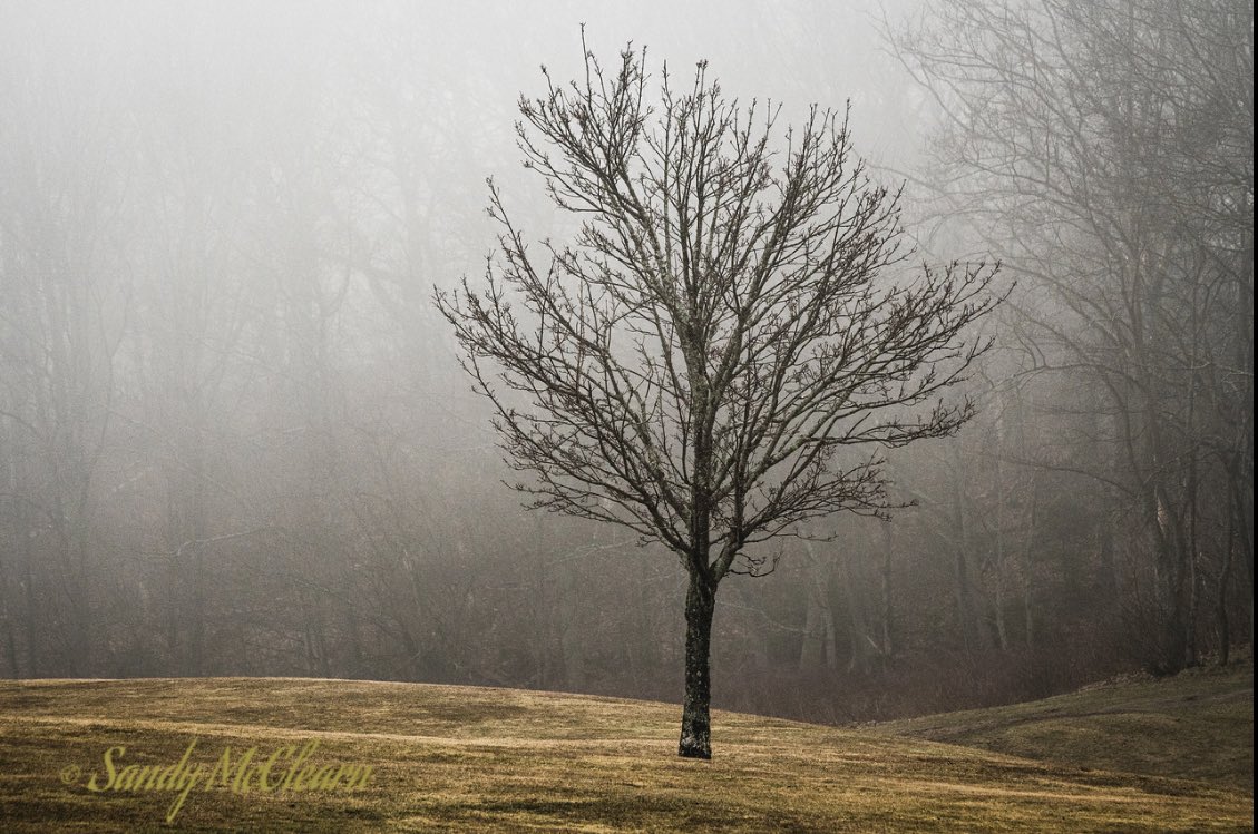 sandymcclearn's tweet photo. A #tryptych of #trees in the #fog on Friday. #photography #StormHour #weather https://t.co/i6mwet8Uqp https://t.co/U7ubrl4lEI