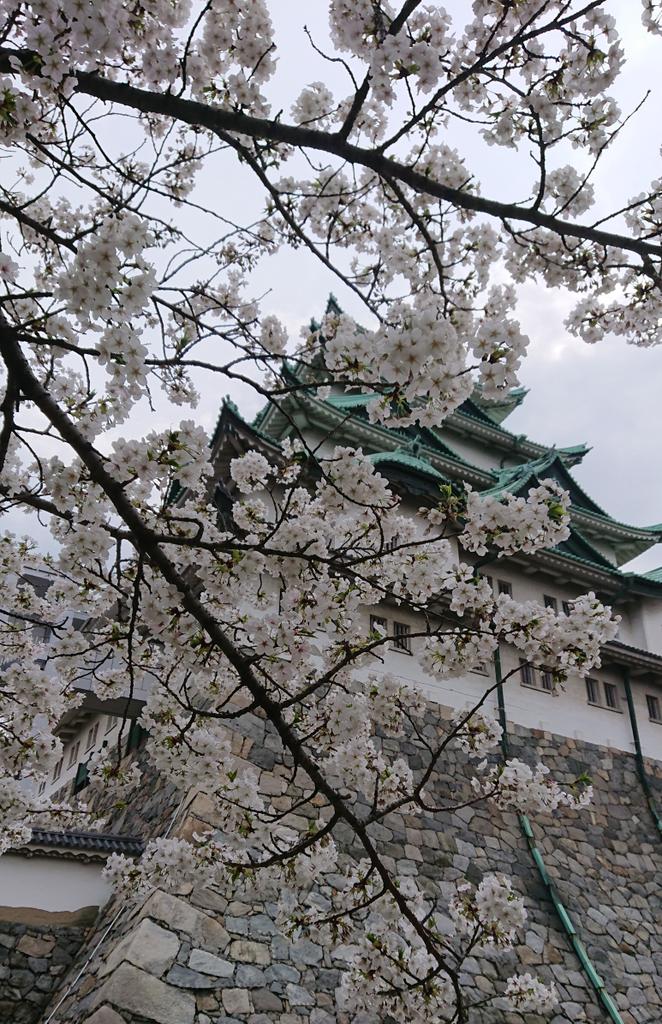桜越しの名古屋城