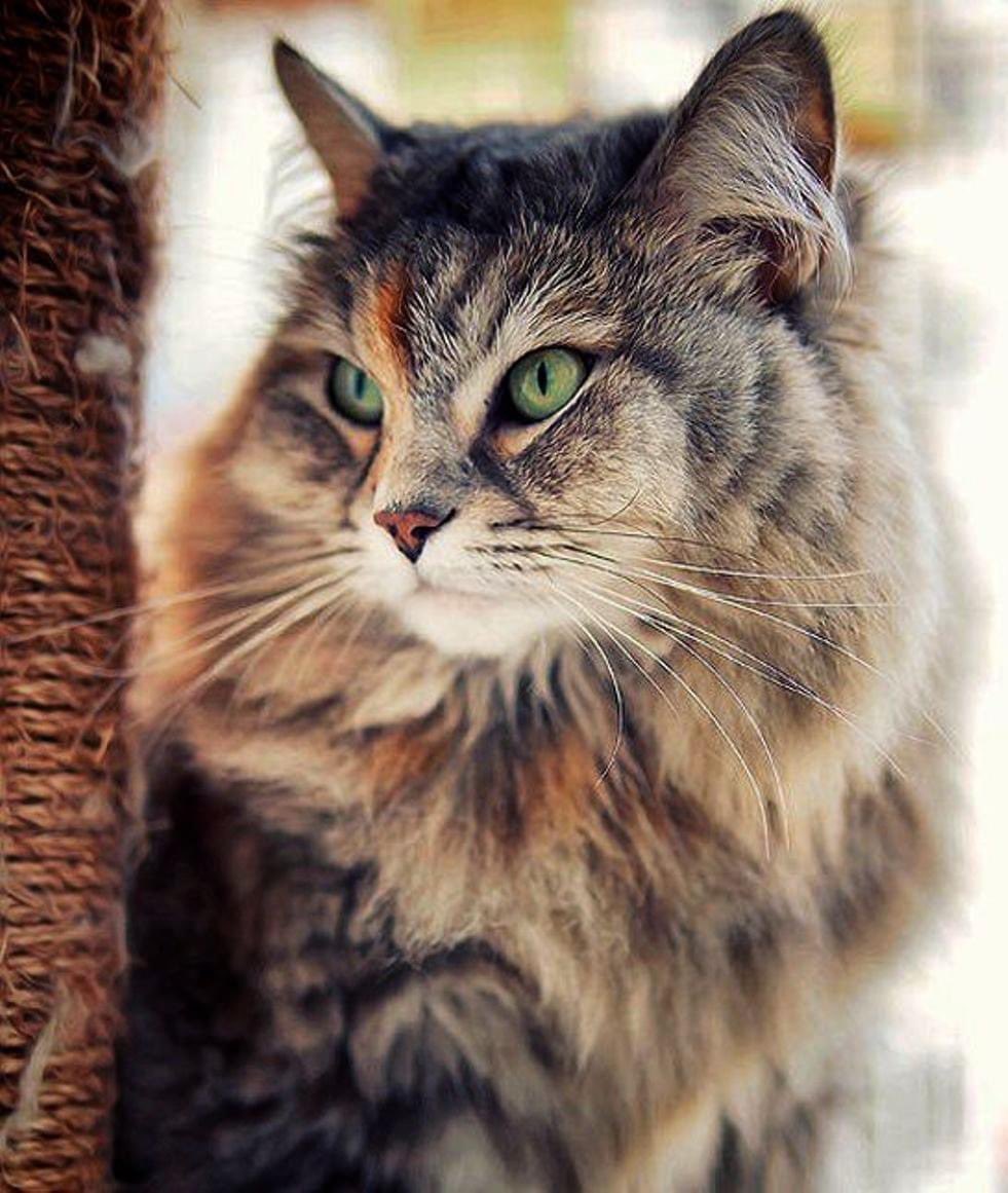 Породы безаллергенных кошек