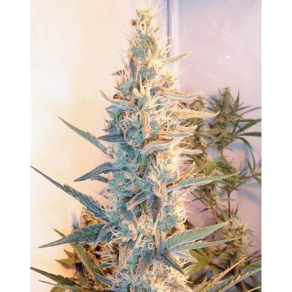 CannapotWebshop's tweet photo. The great Outdoor Grapefruit is available again @
https://t.co/7hPD4A1I9X
An amazing strain, limited an superb for every outdoorgrower who loves Grapefruits #outdoorgrapefruit #femaleseeds #420seeds #weedseeds #outdoorseeds https://t.co/KHie1VSpq6