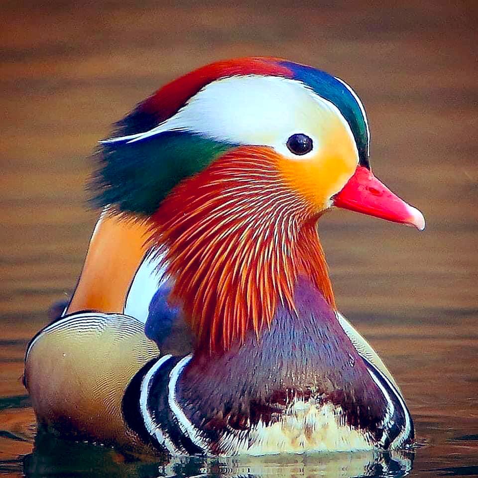 kdpulgar's tweet photo. El pato mandarín. Parece una obra de arte no? 🦆 @ApuntesCiencia @CRCiencia https://t.co/QLZ84jAche