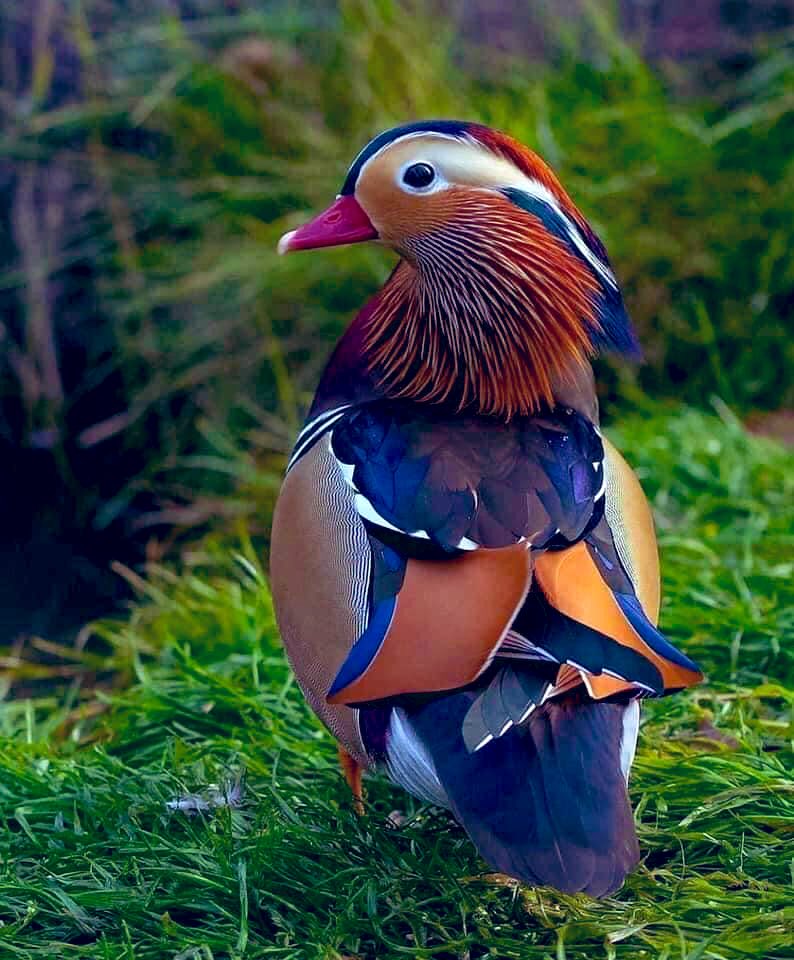 kdpulgar's tweet photo. El pato mandarín. Parece una obra de arte no? 🦆 @ApuntesCiencia @CRCiencia https://t.co/QLZ84jAche