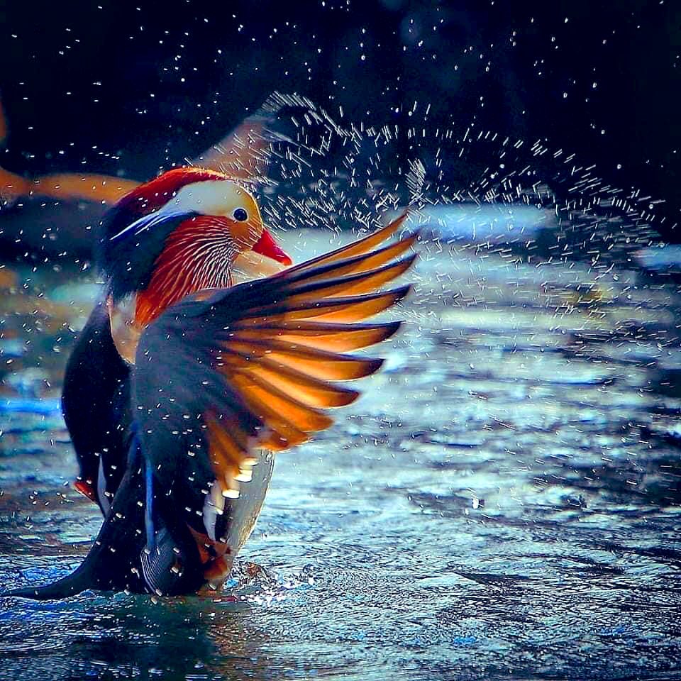 kdpulgar's tweet photo. El pato mandarín. Parece una obra de arte no? 🦆 @ApuntesCiencia @CRCiencia https://t.co/QLZ84jAche