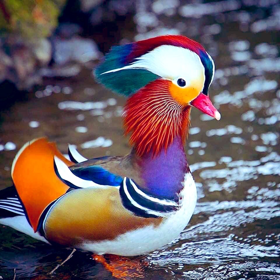 kdpulgar's tweet photo. El pato mandarín. Parece una obra de arte no? 🦆 @ApuntesCiencia @CRCiencia https://t.co/QLZ84jAche