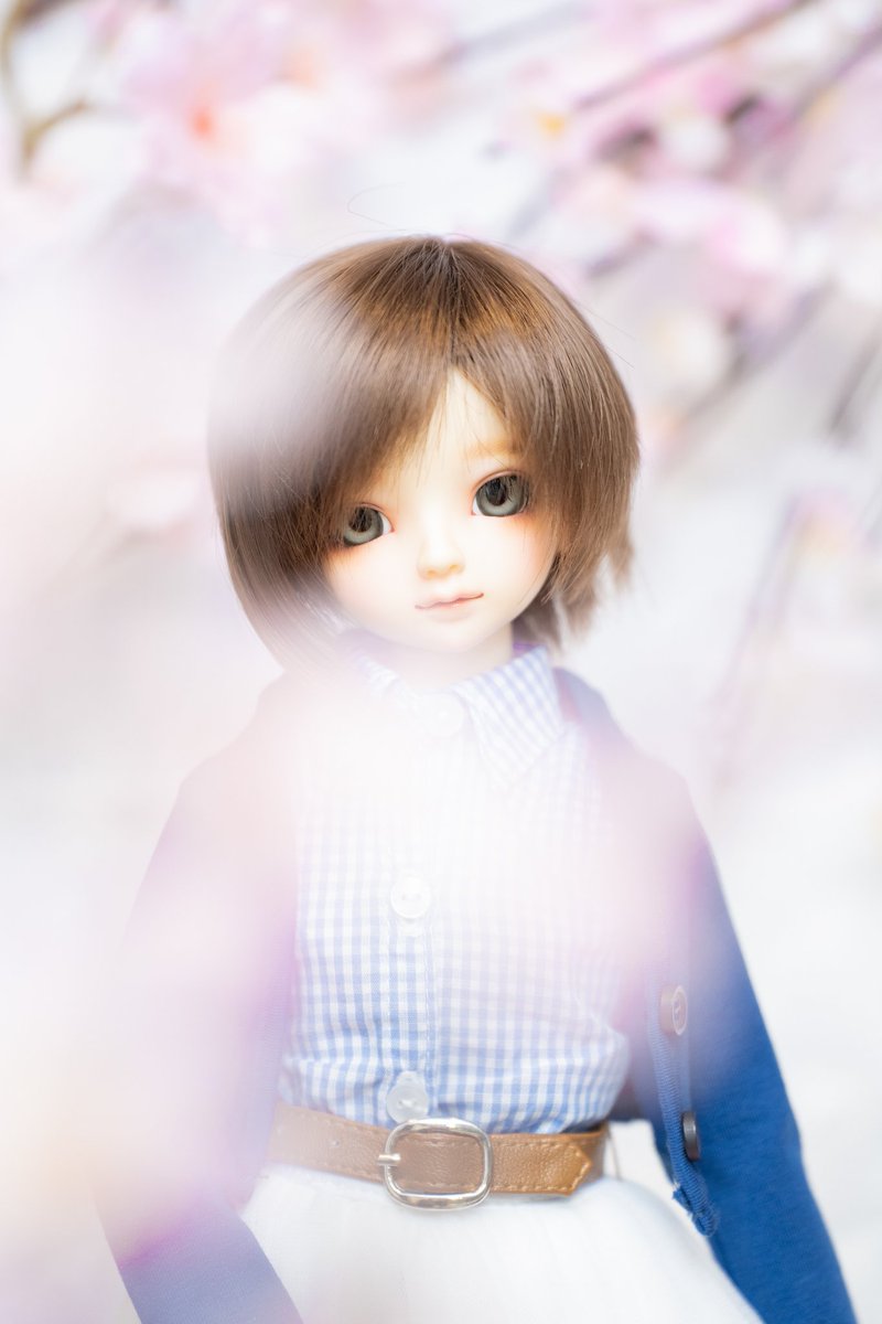 miki_tea2945's tweet photo. 今年はお天気との相性悪くて逃してしまいそうなので、お家で桜撮りました🌸
#29日なのでミニ29番ください 
#msd29 #sdm29 https://t.co/bbiZPPo6Uo