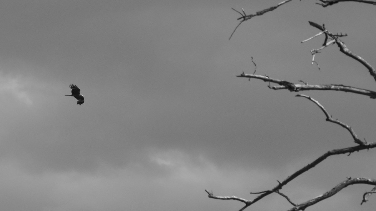 fotoll3's tweet photo. #bw #photography https://t.co/a3pENou0za