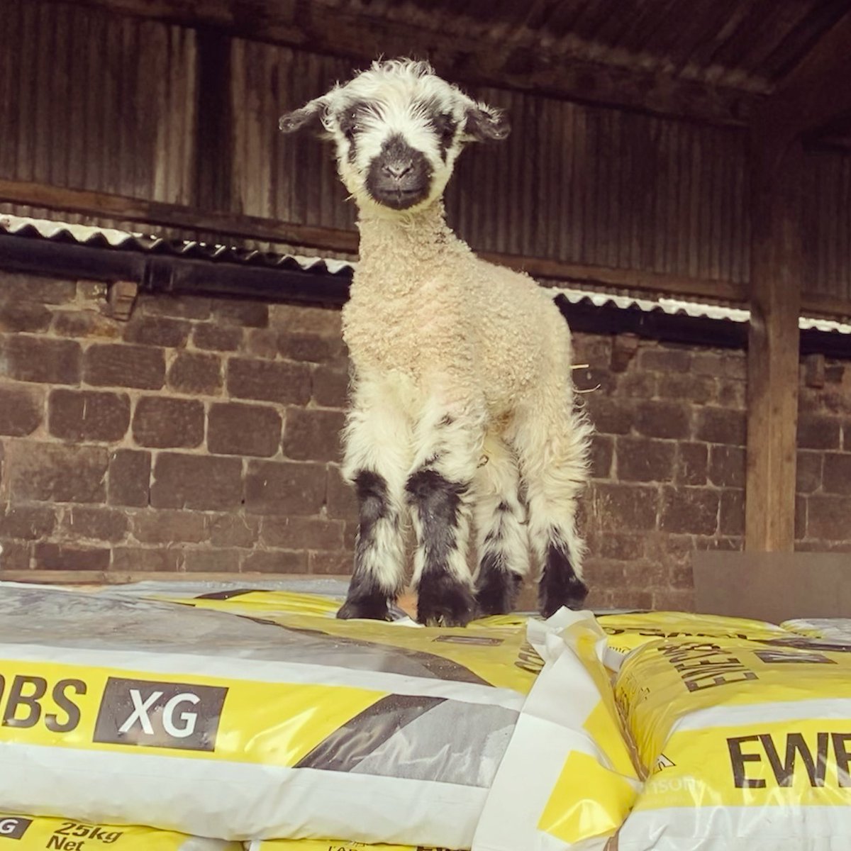 liddlelambs's tweet photo. Norman you’re a little too young for I’Anson feed just yet 🍽

#lambing #spring #britishfarming #farming #farm24 #yorkshire #masham https://t.co/DCdXsjhgTZ