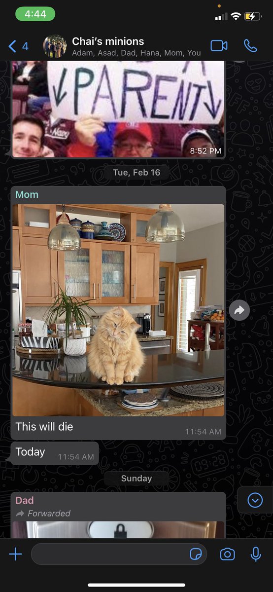 itsnotzo's tweet photo. if your mom tells you no cats at home don’t do it. she threatens him daily. https://t.co/OYT3FHwZRe