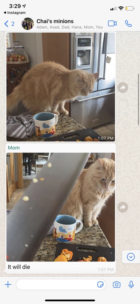 itsnotzo's tweet photo. if your mom tells you no cats at home don’t do it. she threatens him daily. https://t.co/OYT3FHwZRe