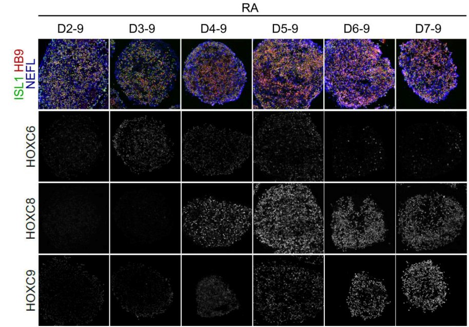 Dev_journal's tweet photo. Tick, tock, the HOX clock: FGF sets the tempo

A Research Highlight showcasing new work from Vincent Mouilleau, Célia Vaslin, @stef_nedelec and colleagues 1/3

https://t.co/vtkOrOdFMT https://t.co/2QyysJnrOM