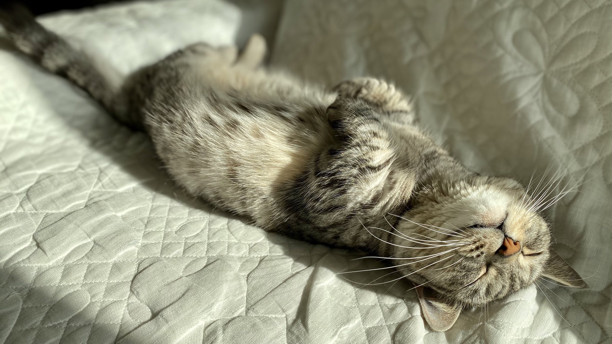 猫のさばみそ ごましお ラッコ寝ごましお ごましお マンチカン 猫 へそてん ラッコ寝 T Co Otecmtvu0u Twitter