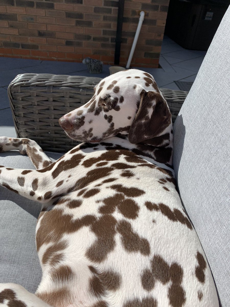 dalmatian_the's tweet photo. Sitting with mum in the sun- perfect 🌈❤️💕 #beautiful #family #dogsoftwitter #dalmatian https://t.co/gurEyxe7aR