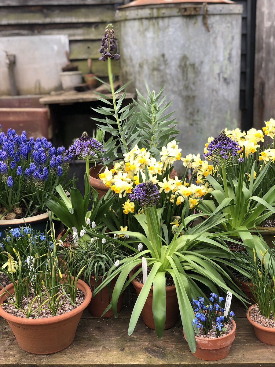 TheMontyDon's tweet photo. Scilla peruviana and fritillaria persica have joined the Spring bulb display outside the potting shed. https://t.co/6aymTpWVz4