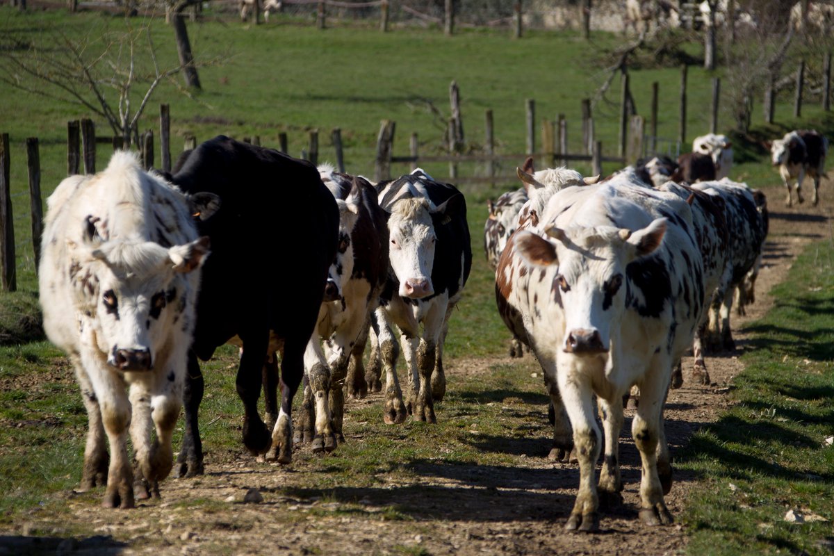 New EU #Dairy Farms Report, based on Farm Accountancy Data Network.

🐄 Economic overview of EU #milk specialized farms over the years 2008-2018.

📈 Estimate for 2019 points to a moderate improvement of milk gross margin year on year

Read the report ↓
europa.eu/!gV79Mg