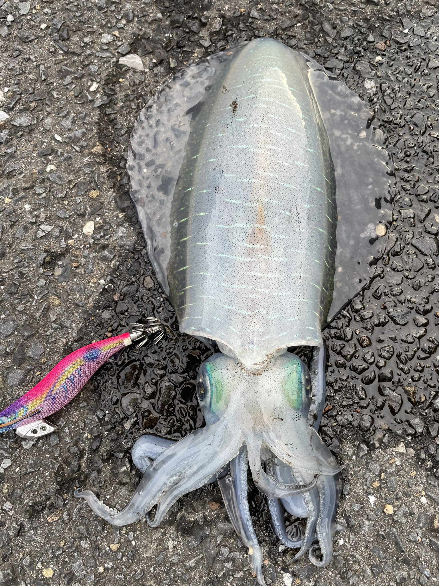 ヒロ 釣り人 Hirofishoita Twitter