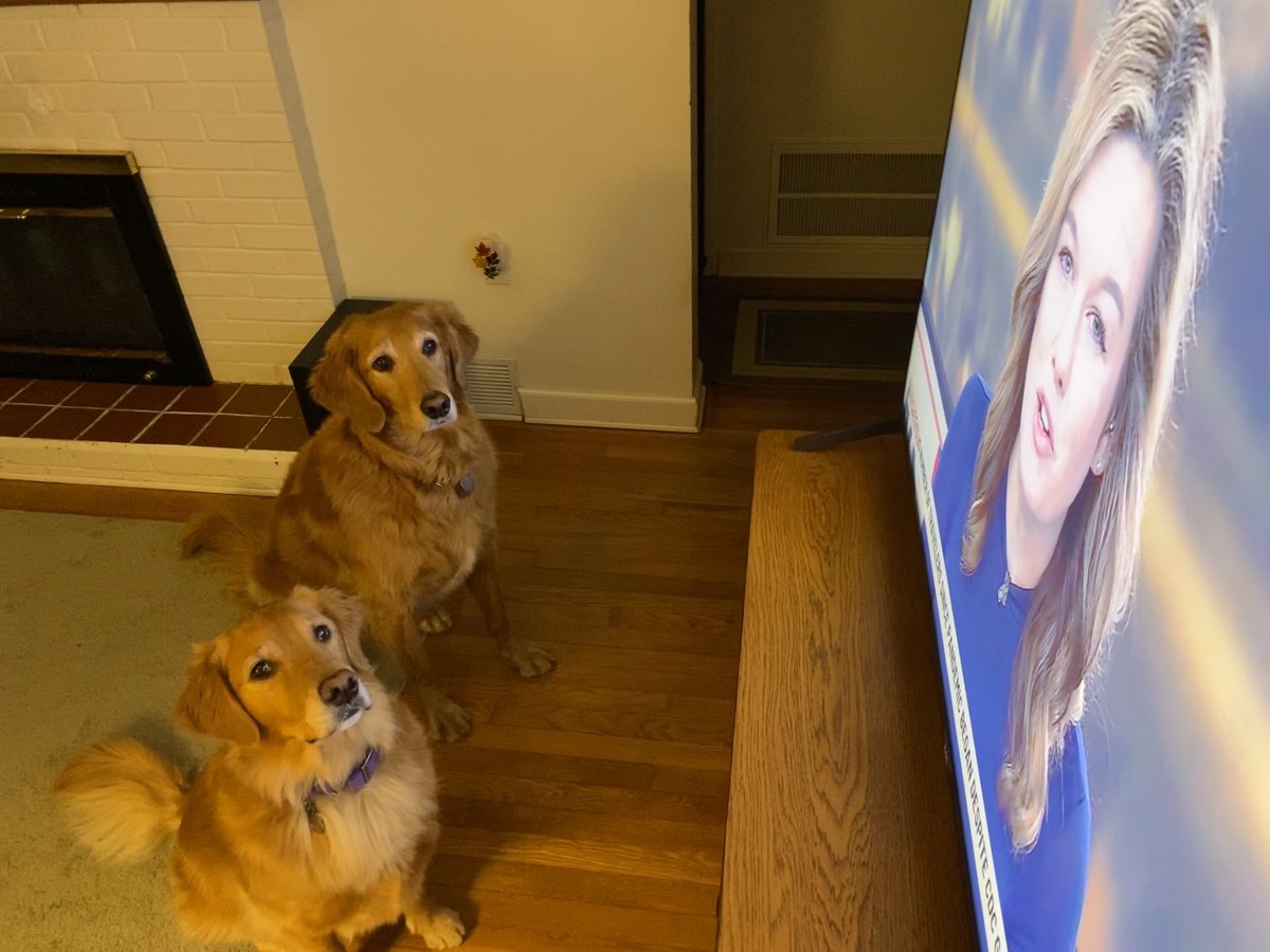 DavidCohrac's tweet photo. Since 2018, Golden Retrievers have named @SarahGABC27 as the top breed of TV reporter? Smart doggos. #GoldenRetrievers #dogsoftwitter #Neck⭐️ #GFY #tvreporters #newsies https://t.co/bnuAoolRIJ