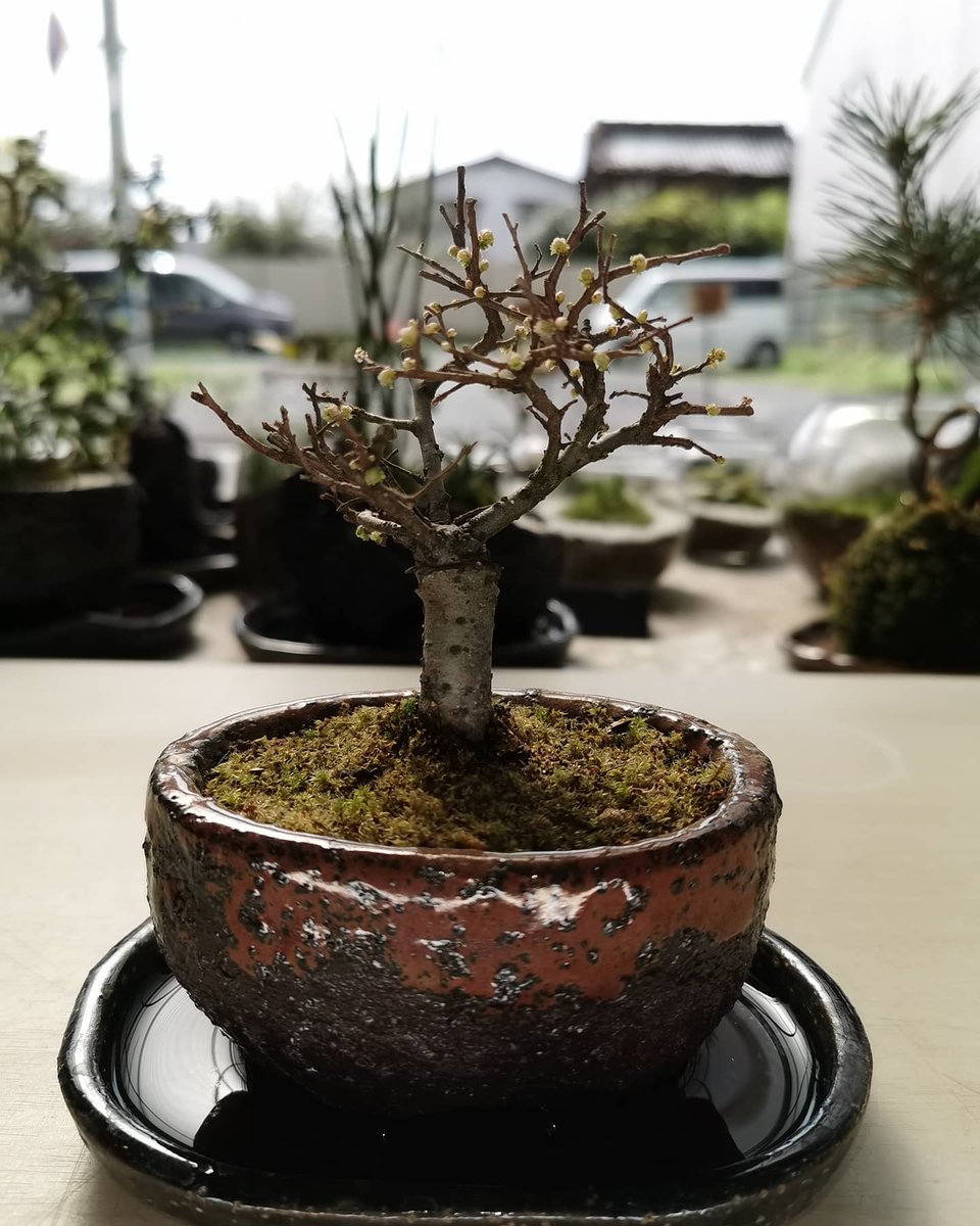 欅盆栽 欅盆栽