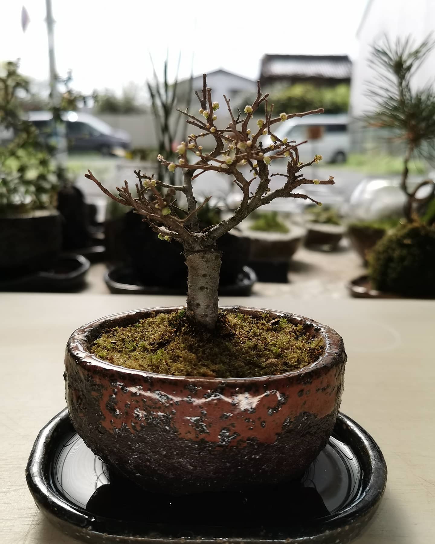 和景 Kazunori うんともすんとも言わなくて あれ 枯れてる と思っていた斑入りの欅 ケヤキ が芽吹きましたよ 春に芽吹いて 夏は新緑の葉が茂り 秋には紅葉し 冬には落葉する 典型的な落葉樹です 花言葉 幸運 健康 長寿 欅盆栽 落葉樹