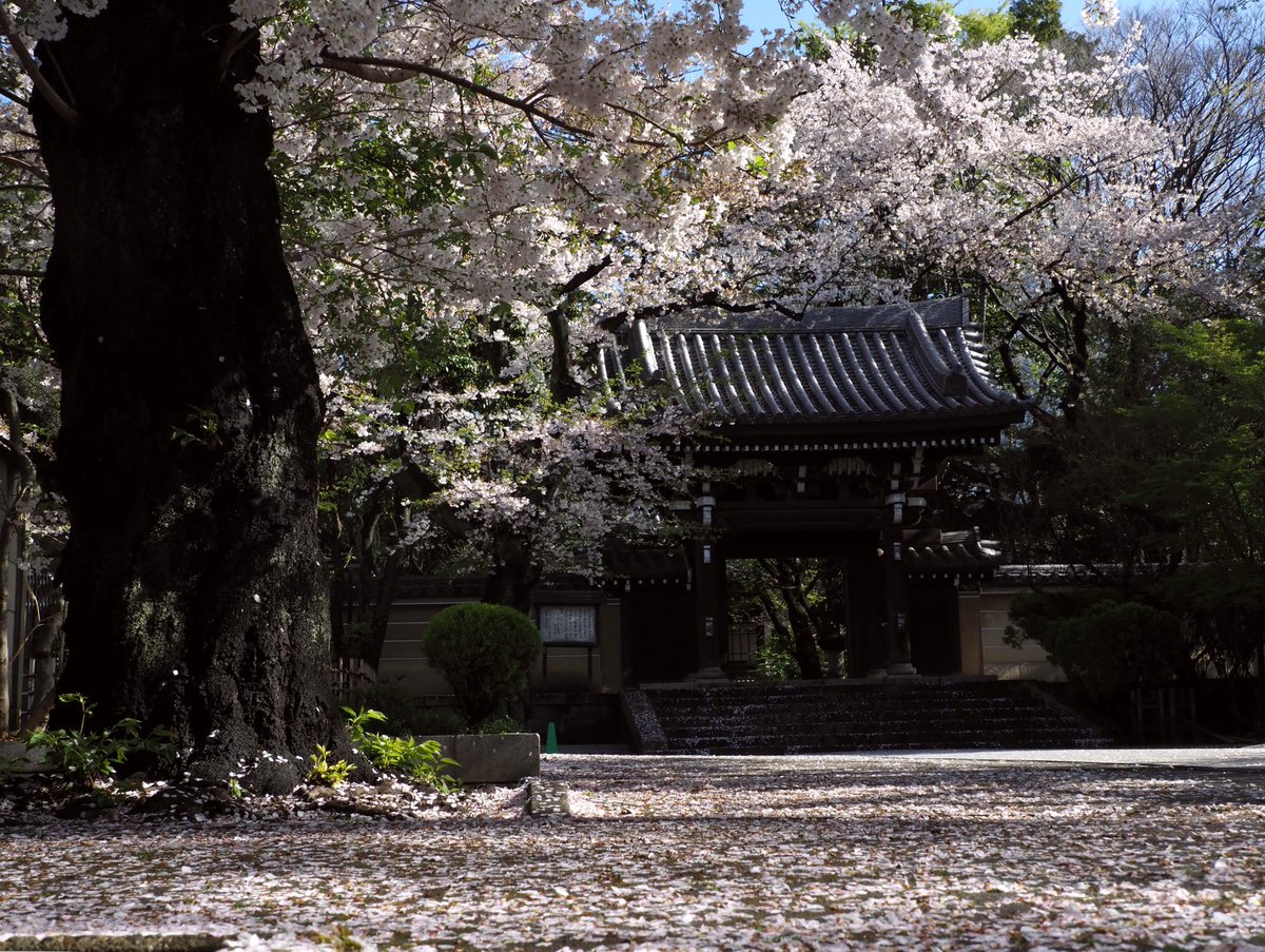 Chamitate's tweet photo. 約一年ぶりにお写んぽ復活！
早朝に、池袋の法明寺に行ってきました～
ここは穴場の桜スポット
昨日の雨で桜の花びらが落ちて桜の絨毯に！

#お写んぽ　#池袋　#法明寺　#桜 https://t.co/SjiH0J283R