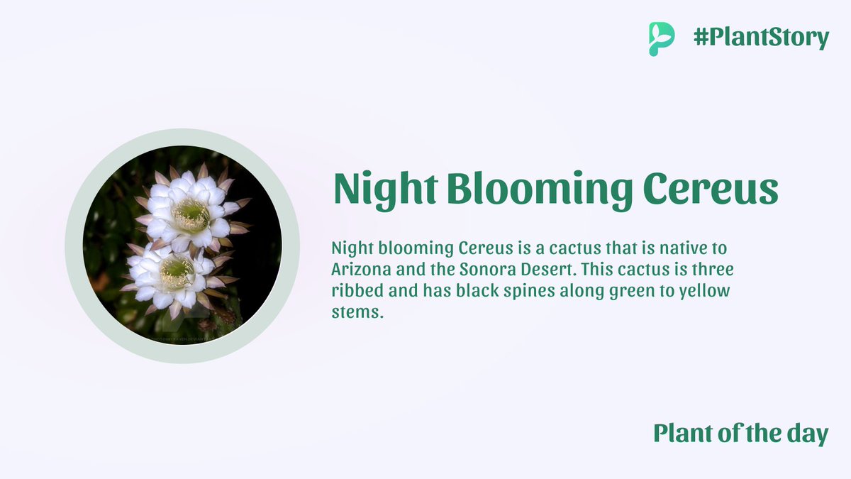 palmstreetapp's tweet photo. There are numerous romanticized names for the plant such as Queen of the Night and Princess of the Night. Make sure this kind of flower receives enough water without becoming waterlogged, especially during the summer.  #plantoftheday #plantstory #identifyplants #gardening https://t.co/TPFr8KedLe