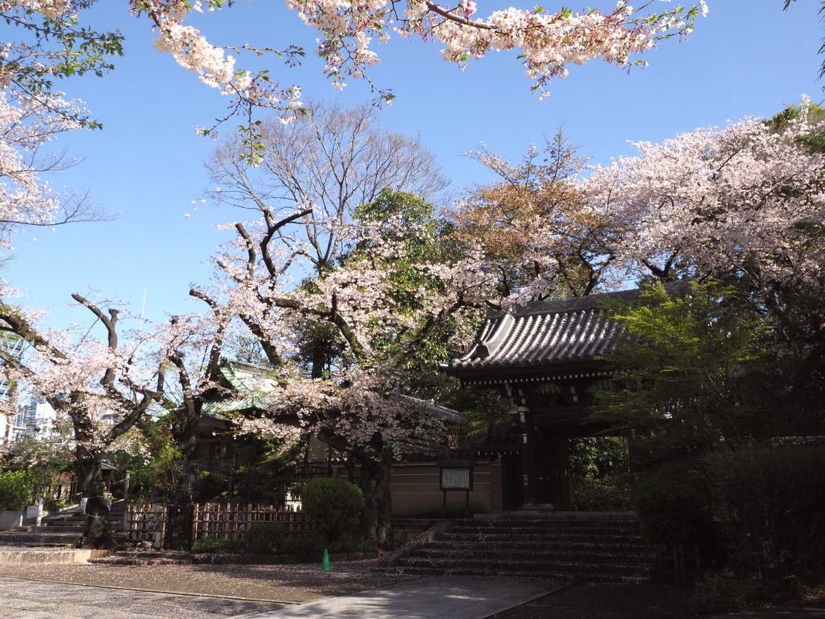 Chamitate's tweet photo. 約一年ぶりにお写んぽ復活！
早朝に、池袋の法明寺に行ってきました～
ここは穴場の桜スポット
昨日の雨で桜の花びらが落ちて桜の絨毯に！

#お写んぽ　#池袋　#法明寺　#桜 https://t.co/SjiH0J283R