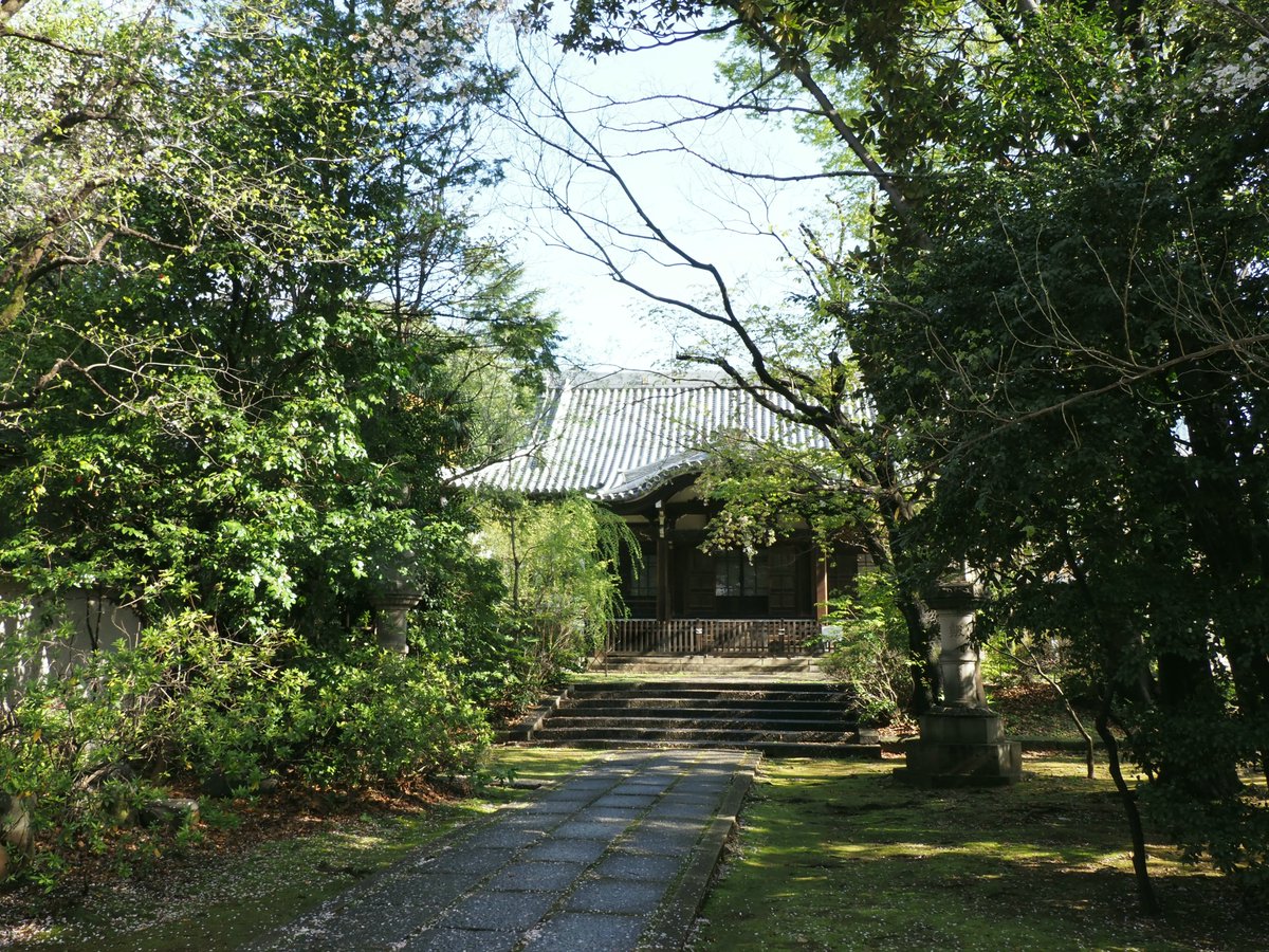 Chamitate's tweet photo. 約一年ぶりにお写んぽ復活！
早朝に、池袋の法明寺に行ってきました～
ここは穴場の桜スポット
昨日の雨で桜の花びらが落ちて桜の絨毯に！

#お写んぽ　#池袋　#法明寺　#桜 https://t.co/SjiH0J283R