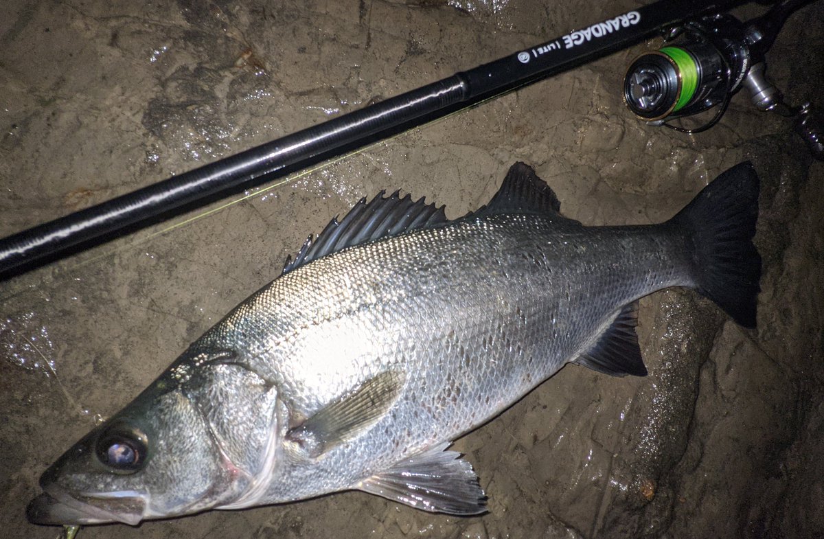 norifuminagash1's tweet photo. こんだけ潮位落ちるの早いと魚の動かも早いべな、ベイト絡ませてないし。
そっこう3バイト1キャッチで次に移動！
#三浦半島 #ヒラフッコ #フィネスヒラ
#APIA #Dover46SIowSinking #チャノハナピンク #永島SP #GRANDAGE #LITE82 https://t.co/fkKRiI4QV6