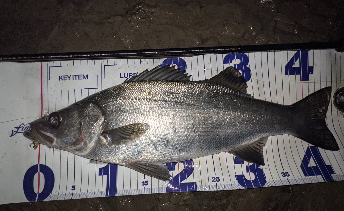 norifuminagash1's tweet photo. こんだけ潮位落ちるの早いと魚の動かも早いべな、ベイト絡ませてないし。
そっこう3バイト1キャッチで次に移動！
#三浦半島 #ヒラフッコ #フィネスヒラ
#APIA #Dover46SIowSinking #チャノハナピンク #永島SP #GRANDAGE #LITE82 https://t.co/fkKRiI4QV6