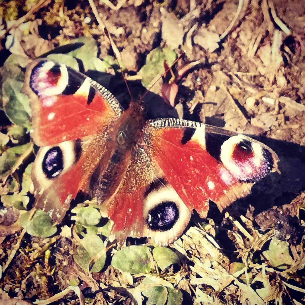 angie_joby's tweet photo. #beautifulnature 🦋 https://t.co/vYsY8vBiCg