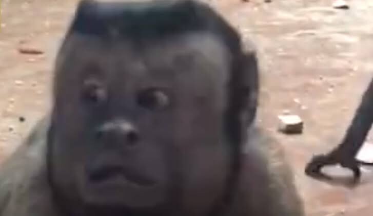 sashi_blm's tweet photo. Human face monkey🐒 #Shorts
#humanface
#humanfacemonkey
#monkey
#humanfaceanimal
#humanfaceanimals
↓Please see here for the video↓
https://t.co/37rk1tk6Y2 https://t.co/VJkNlCkAaV
