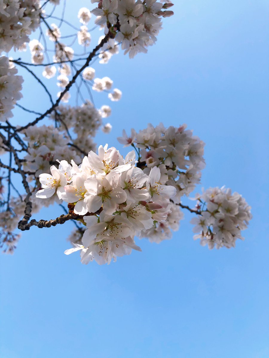 usagi_lu's tweet photo. 一番好きな時期 🌸 https://t.co/3N2i1lUq0A