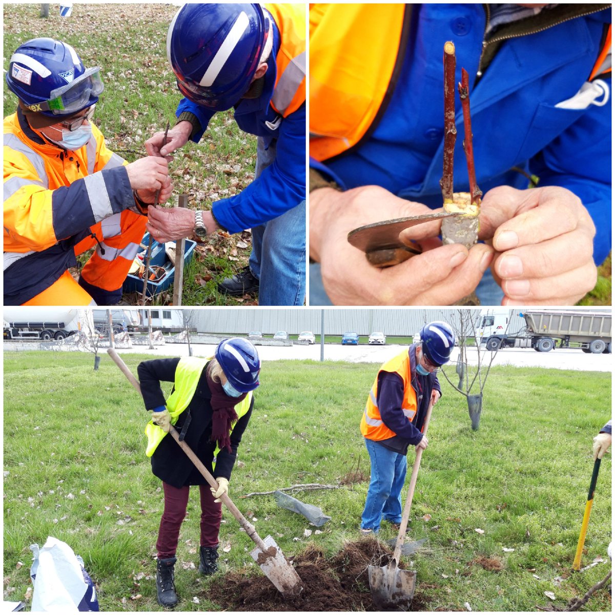GMichallet's tweet photo. [Biodiversité] Travaux de printemps à la cimenterie @GroupeVicat de Montalieu : taille, greffe et plantation... la vie d'un verger conservatoire tout simplement. #odysséevicat https://t.co/qHqIdeCUMx