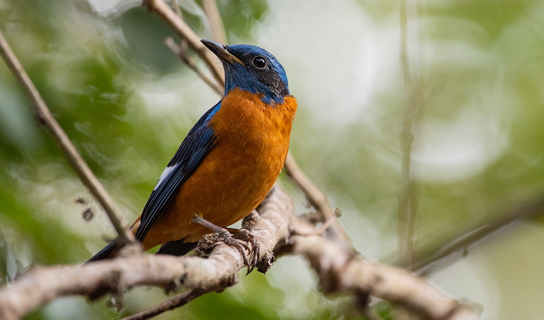 varad_giri's tweet photo. #ColoursInBirds by @IndiAves
Blue-capped Rock Thrush from Dandeli
#TwitterNatureCommunity #HappyHoli2021 #naturephotograpahy #ThePhotoHour #nature #BBCWildlifePOTD #birbs #birdwatching #birding @BNHSIndia @the_wildindia @wcaudubon @Nature__bird https://t.co/bOZpFtHq3H
