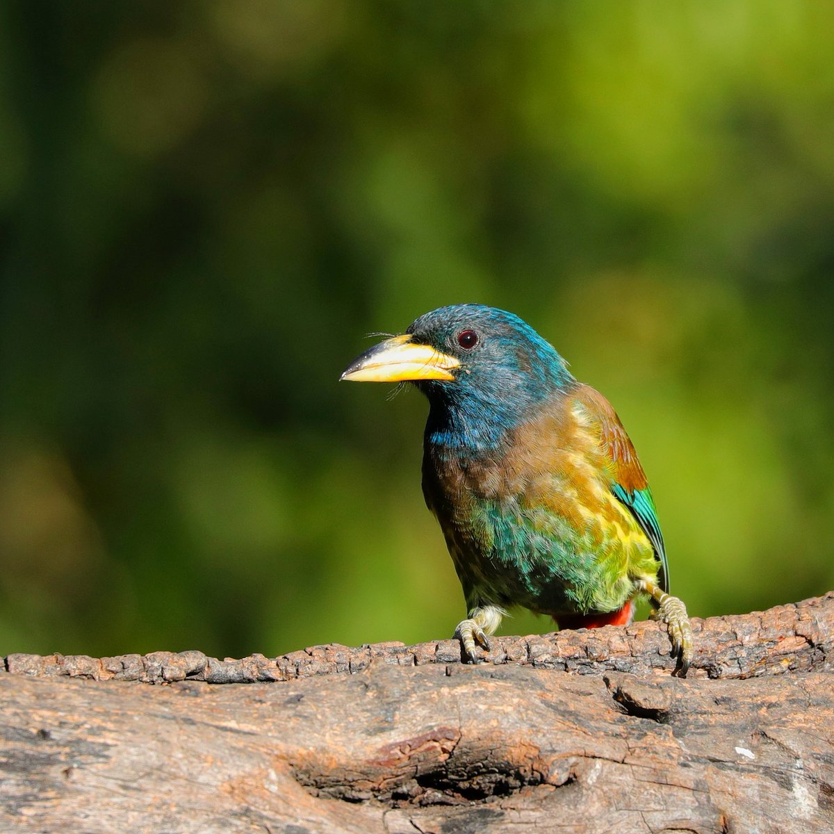 mimzi304's tweet photo. Happy holi
#colours
#ColoursInBirds
#nature
#greatbarbet
#birds #birdsoftwitter
#ColoursOfHappiness https://t.co/dV5UTaHy6J