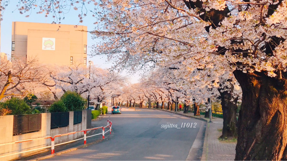 Sujittra 埼玉県上尾市文化センターの桜と菜の花が咲いて満開でとてもキレイですよ 上尾市文化センター 上尾 市文化センターの桜 上尾市文化センターの桜と菜の花 さいたまさくら さくら21 桜と菜の花