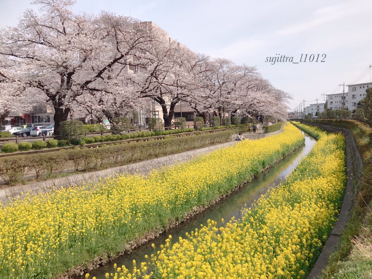 Sujittra 埼玉県上尾市文化センターの桜と菜の花が咲いて満開でとてもキレイですよ 上尾市文化センター 上尾 市文化センターの桜 上尾市文化センターの桜と菜の花 さいたまさくら さくら21 桜と菜の花 T Co Iqqgkwnepg Twitter Sujittra 埼玉県上尾市文化センターの桜と菜の花が咲いて満開でとてもキレイですよ 上尾市文化センター 上尾 市文化センターの桜 上尾市文化センターの桜と菜の花 さいたまさくら さくら21 桜と菜の花 T Co Iqqgkwnepg Twitter
