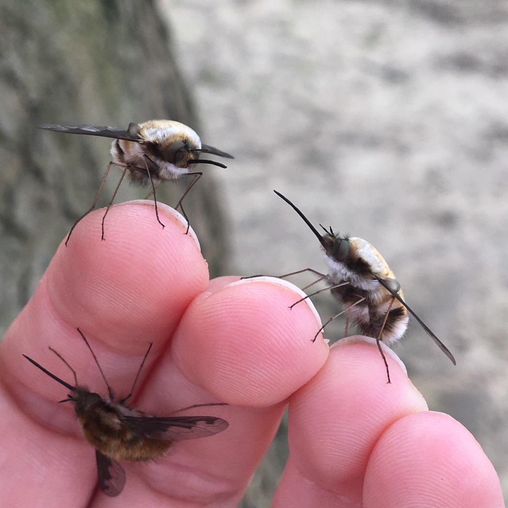My lunchtime walk was spent moving at least 20!! bee-flies away from the awful wind &amp; footpath. How about you? 😂

#BeeFlyWatch @SoldierfliesRS