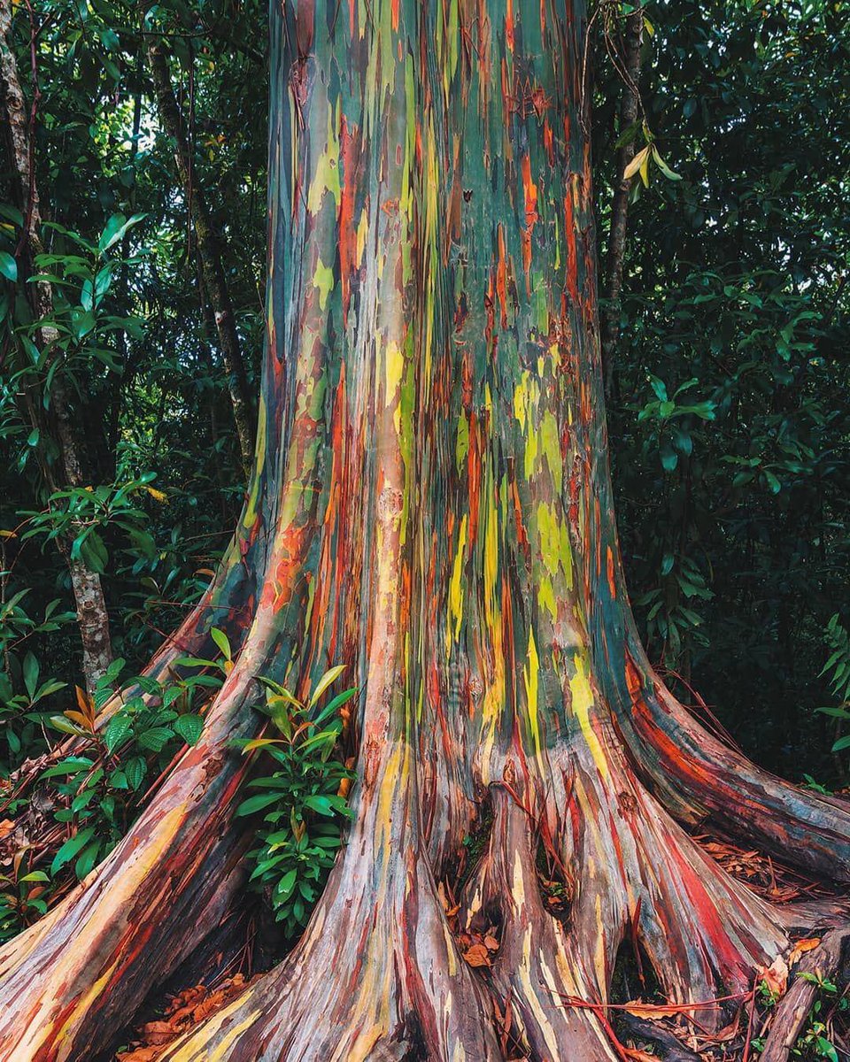 earthlikeme's tweet photo. Today #Earthlikeme learned something new.
About #EucalyptusDeglupta
#RespectTheTrees https://t.co/37WBO8MYa1