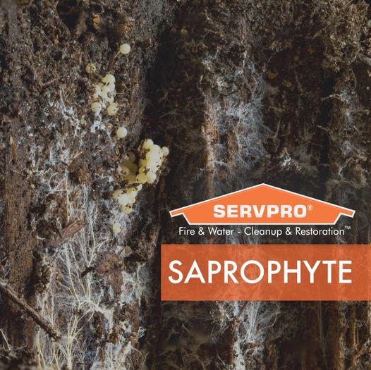 Servpro Horry County tweet media