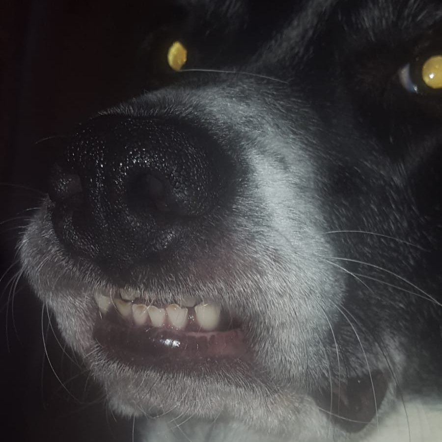 AlteGamerin's tweet photo. Is it a monster, is it a zombie? No, it´s a Laika https://t.co/7IHOXg9fUt