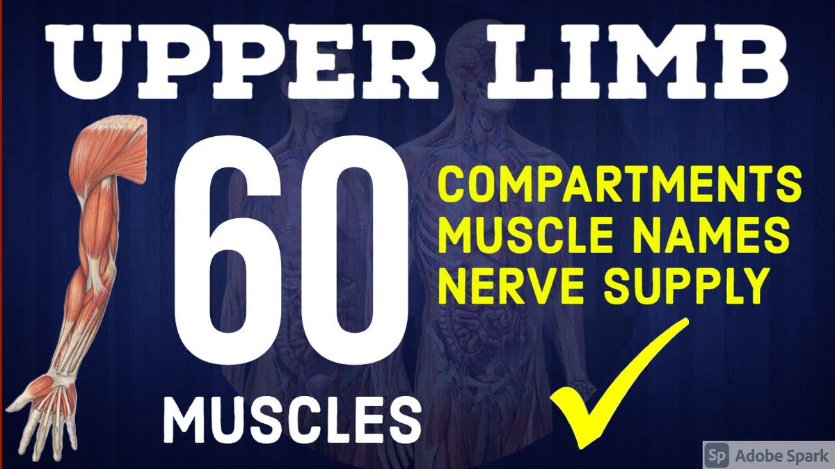 AnatomyDecoded's tweet photo. #Anatomydecoded
#UpperLimbMuscles
Quick Recap of All 60 Muscles of Upper Limb with their Nerve Supply.
https://t.co/uuWfNVabic
Just 5 minute video..
Must Watch..!!
#Retweet
@AnatomyOrg
@ddatta16
@DrPChoradi https://t.co/M8edpWT3Ck