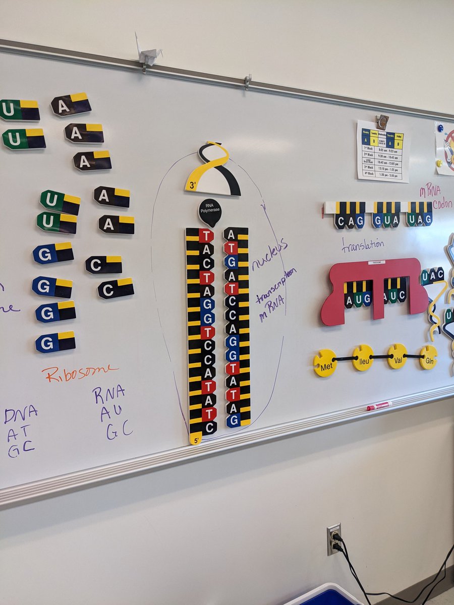 New DNA manipulative s for Ms. Grisso's bio classes thanks to a grant from Phi Sigma!
<a href="/BburgHSBruins/">Blacksburg High</a>