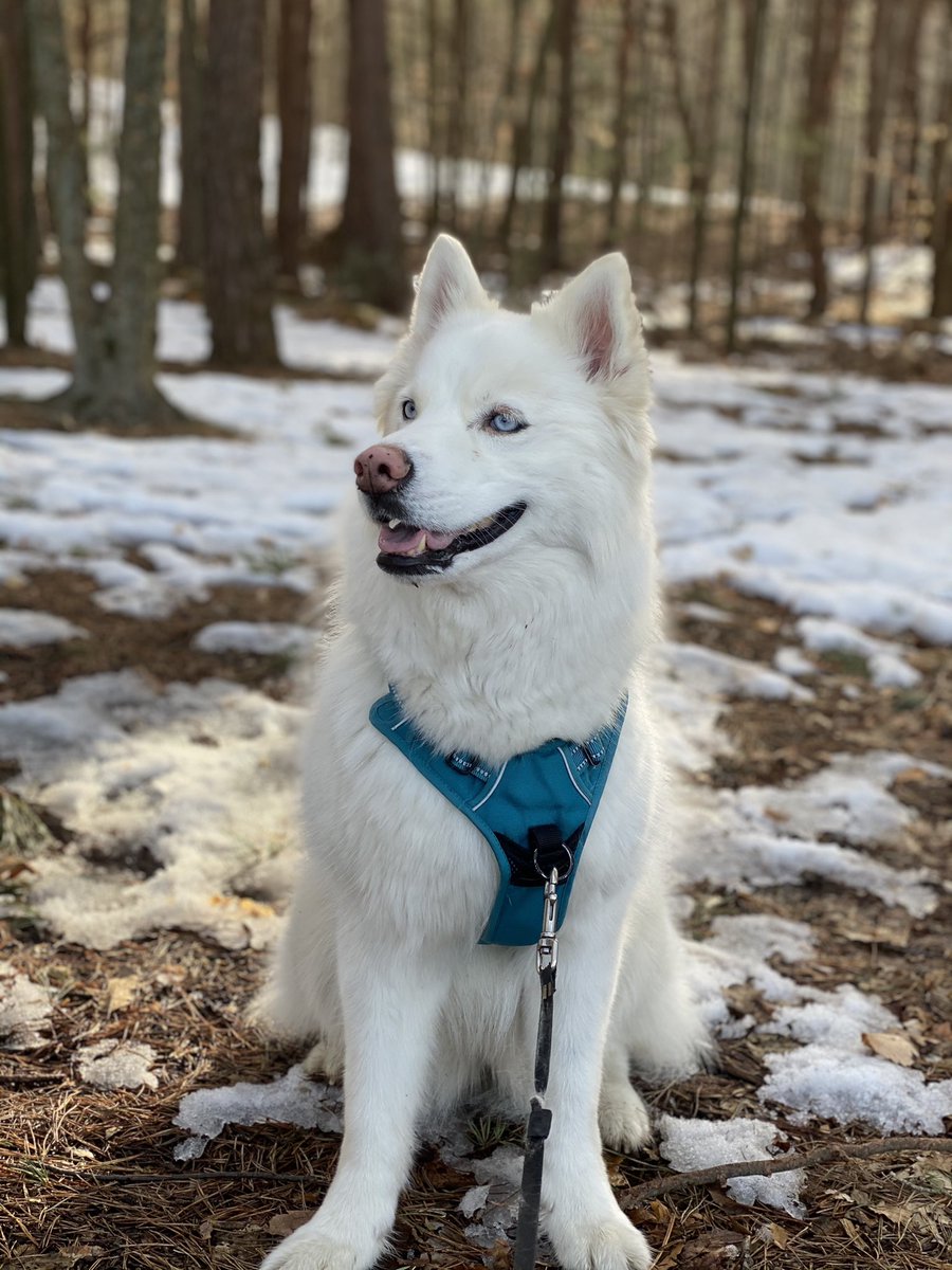 CameronStoel's tweet photo. @JoeDeLuca Nala the sass queen👑 https://t.co/hcOTUUPspj