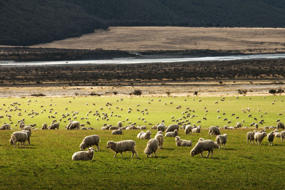 danpontarlier's tweet photo. The search for alternatives to chemical-rich artificial fibers has become essential to obtain sustainable garments and reduce the environmental impact on our planet.

Read more 👉 https://t.co/PJNSiTtzDA

#WoolIndustry #SustainableGarments #CollateralDamage #EcologicalWool https://t.co/9qA6xYDzNa