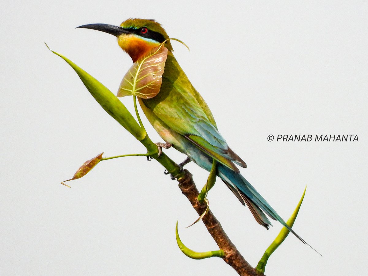 PranabMahanta0's tweet photo. The blue-tailed bee-eater. #ColoursInBirds #Holi #IndiAves #birds @HumayoonAsad @Bhrigzz https://t.co/hux6s1vQ3n