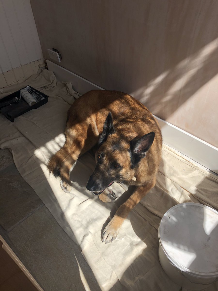 LifeAfterRescue's tweet photo. Found myself a nice sunny spot to lay in - the hooman says it’s not very helpful - not sure I see a problem #GSD #GermanShepherd #DIY #dogsoftwitter https://t.co/HbXTVsRWkH