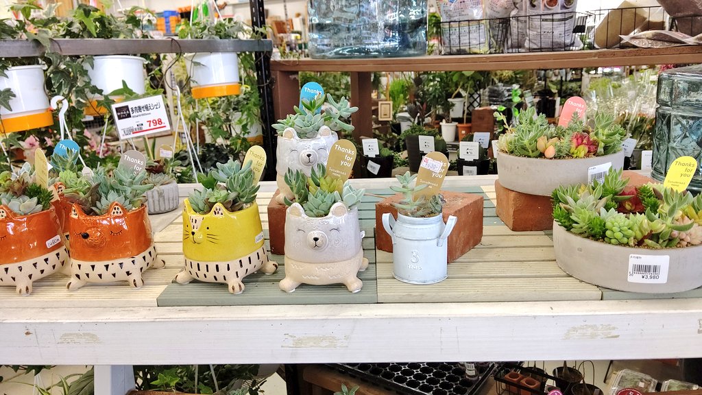 つくし 多肉植物垢 23 その後はホームセンターでも行く と主人が言ったので色々と見てまわりました もう夏野菜苗があってびっくり これは買って帰らねば と今回は野菜苗中心にお買い物 多肉植物は欲しかったけどまた次回にします