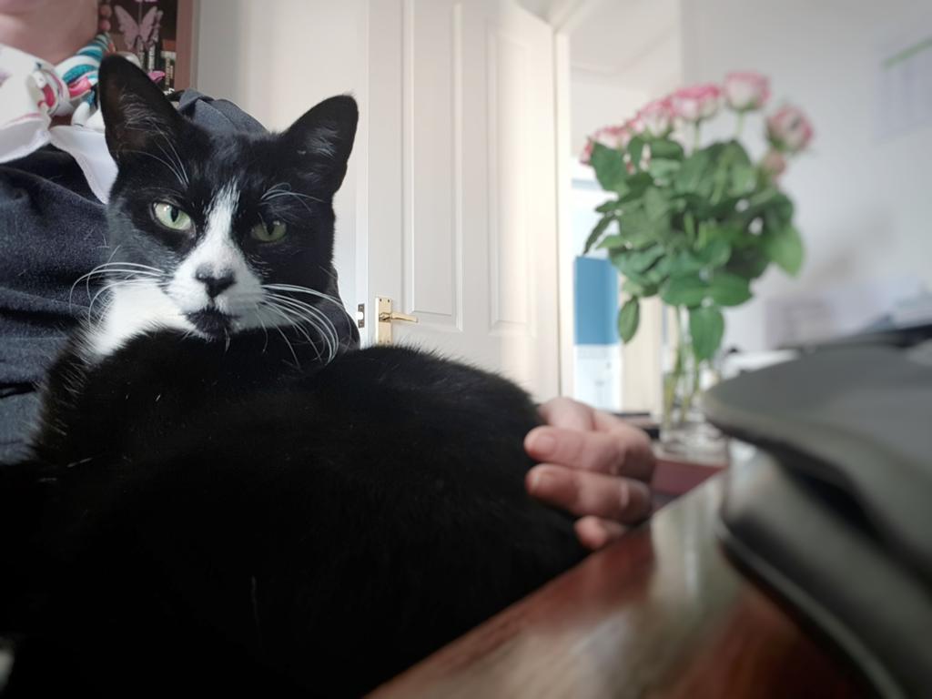 OdetteDewhurst's tweet photo. #CatStatus Furry coworker Alan: in position and ready to take your Teams call https://t.co/6gyxItzyzQ